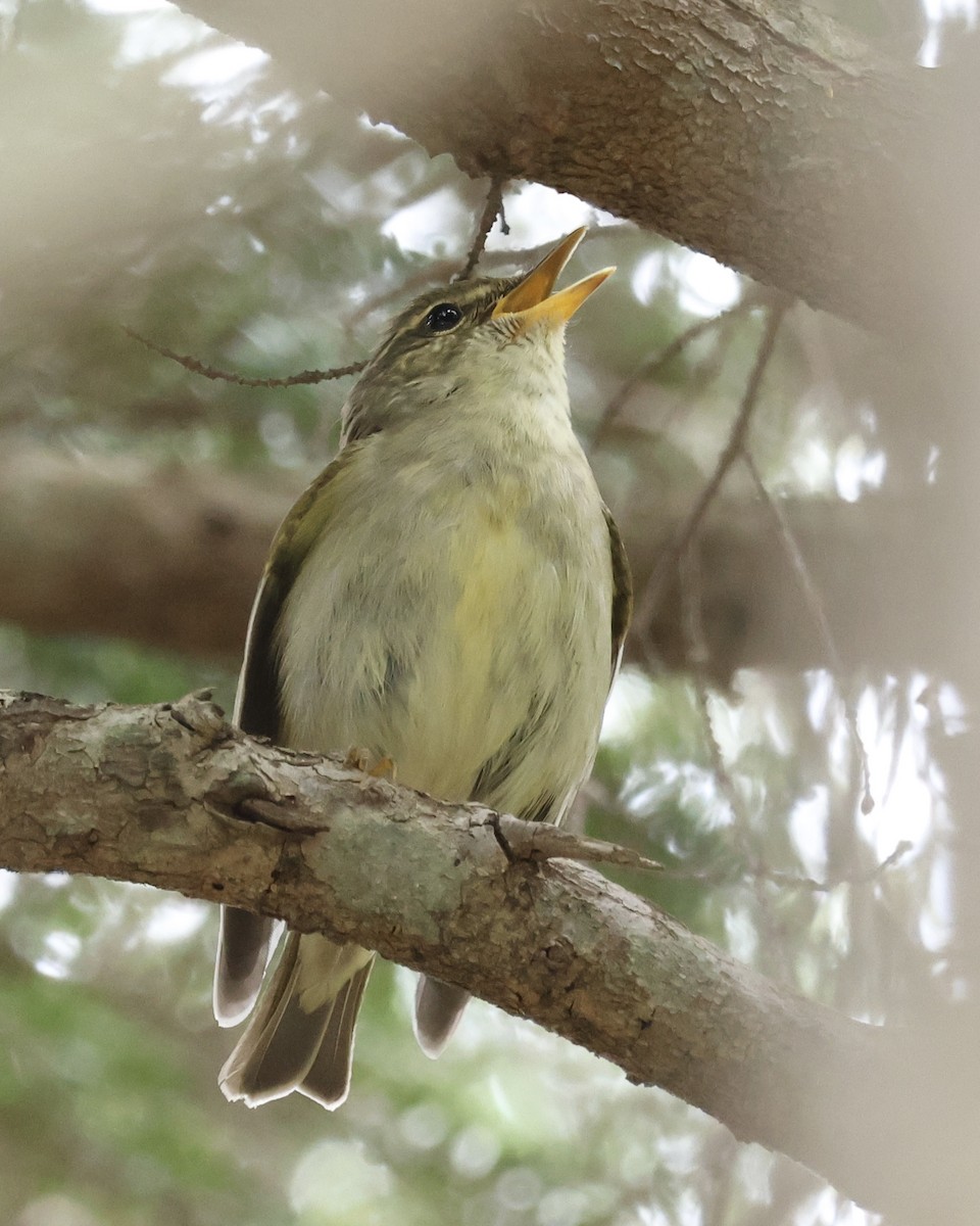 Japanese Leaf Warbler - ML638063248