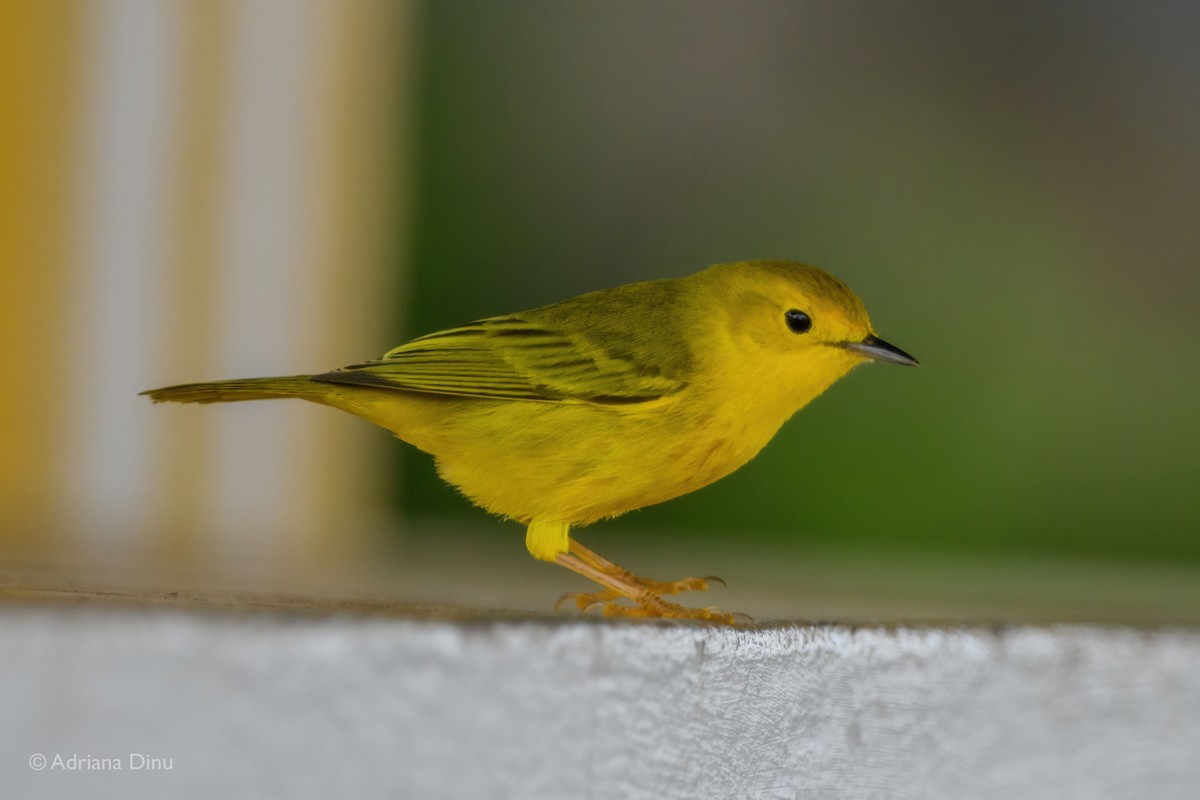 Yellow Warbler (Golden) - ML638063249