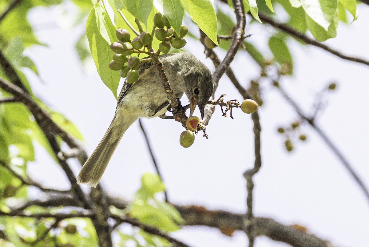 Caribbean Elaenia - ML638063262