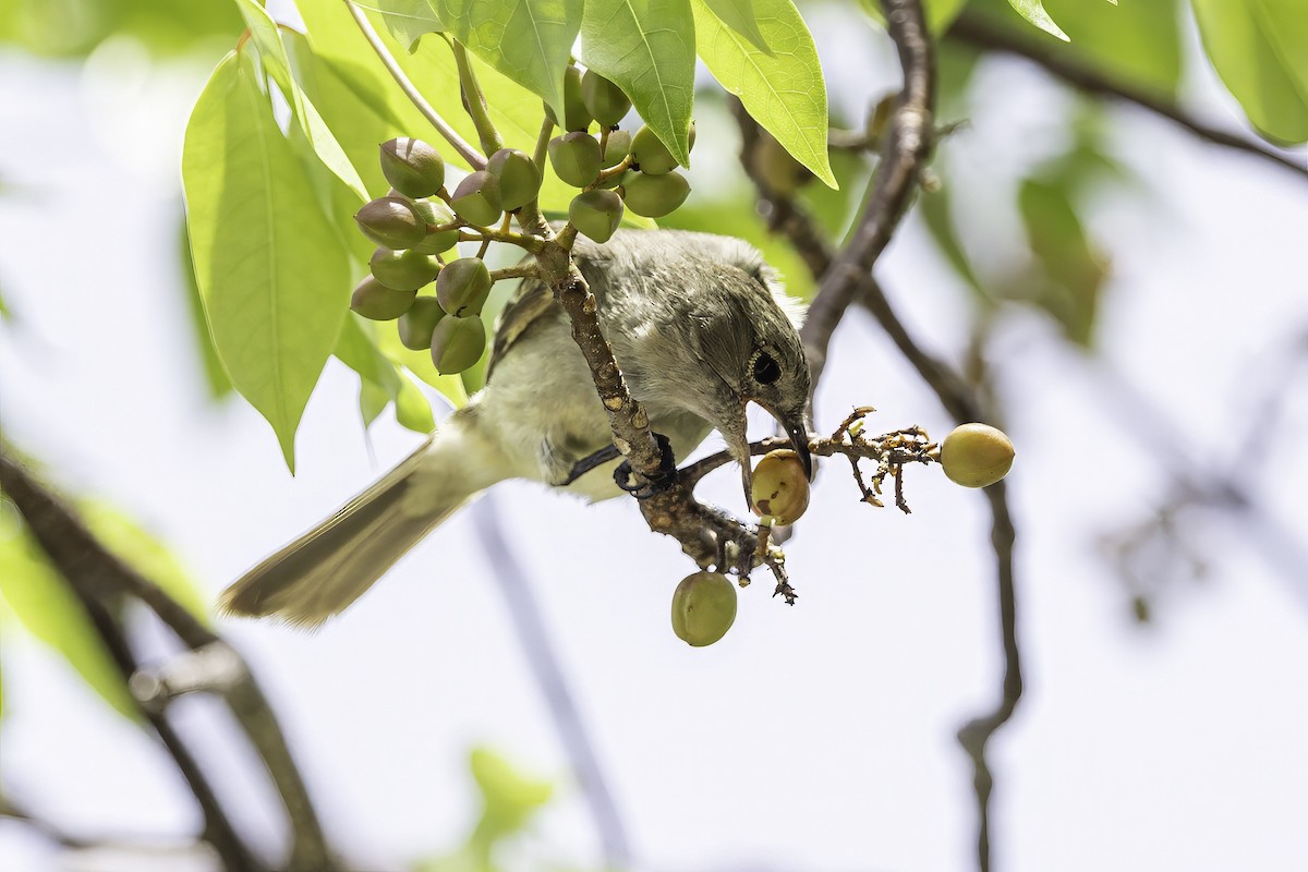 Caribbean Elaenia - ML638063265