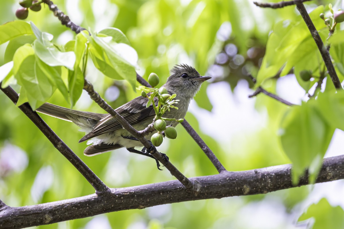 Caribbean Elaenia - ML638063266
