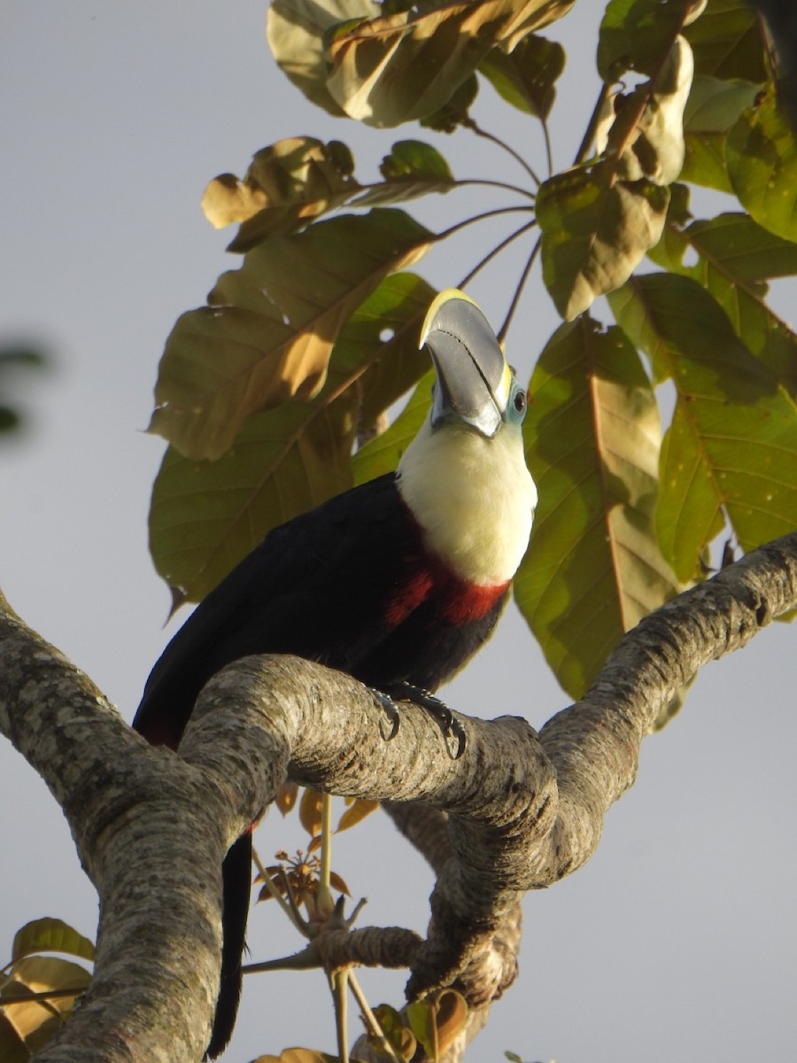 White-throated Toucan - ML638063270
