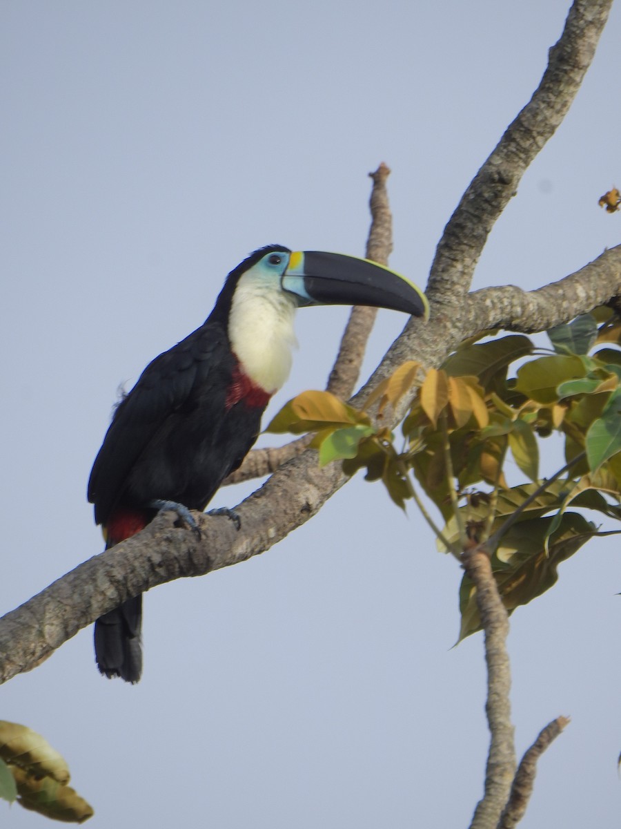 White-throated Toucan - ML638063271