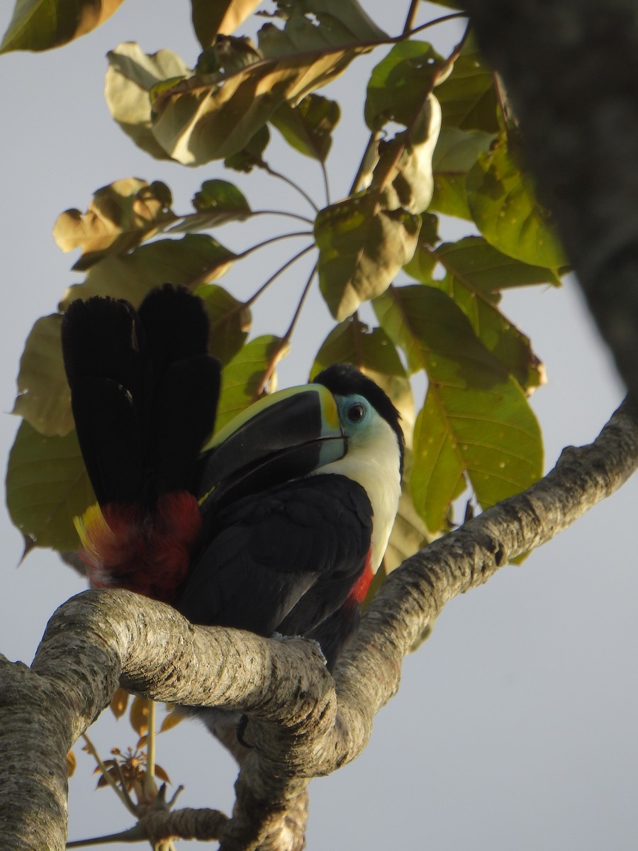 White-throated Toucan - ML638063272