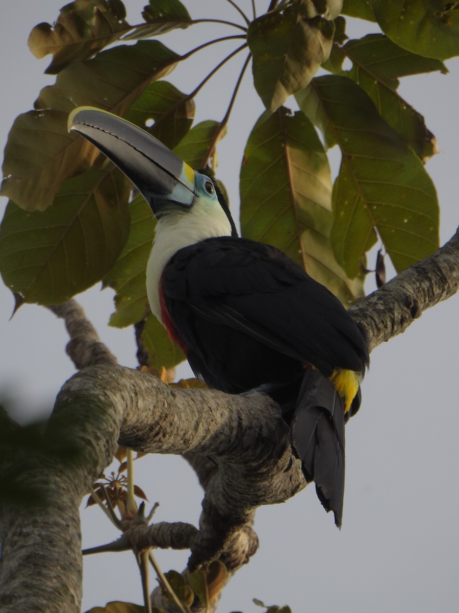 White-throated Toucan - ML638063273