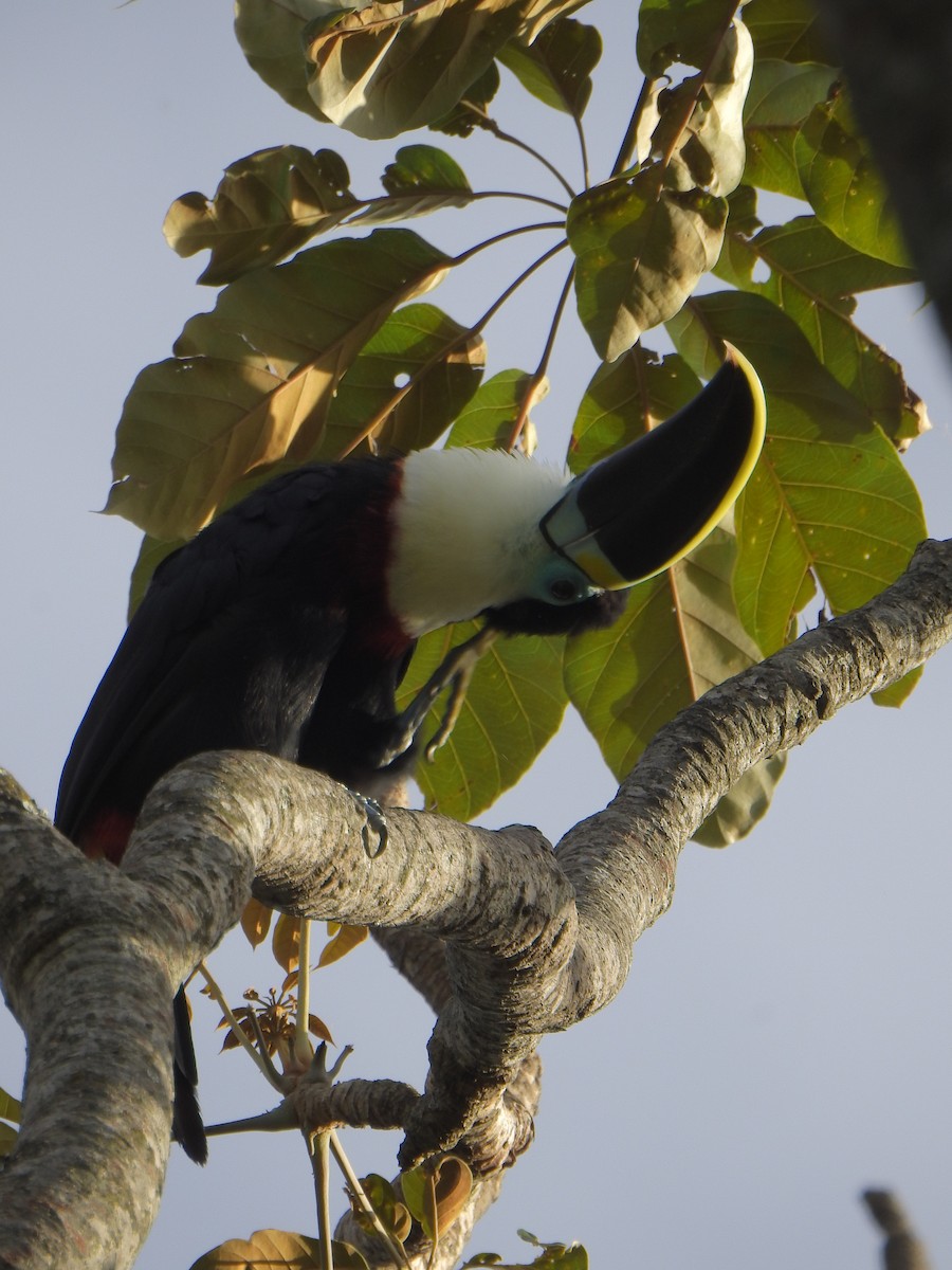 White-throated Toucan - ML638063274