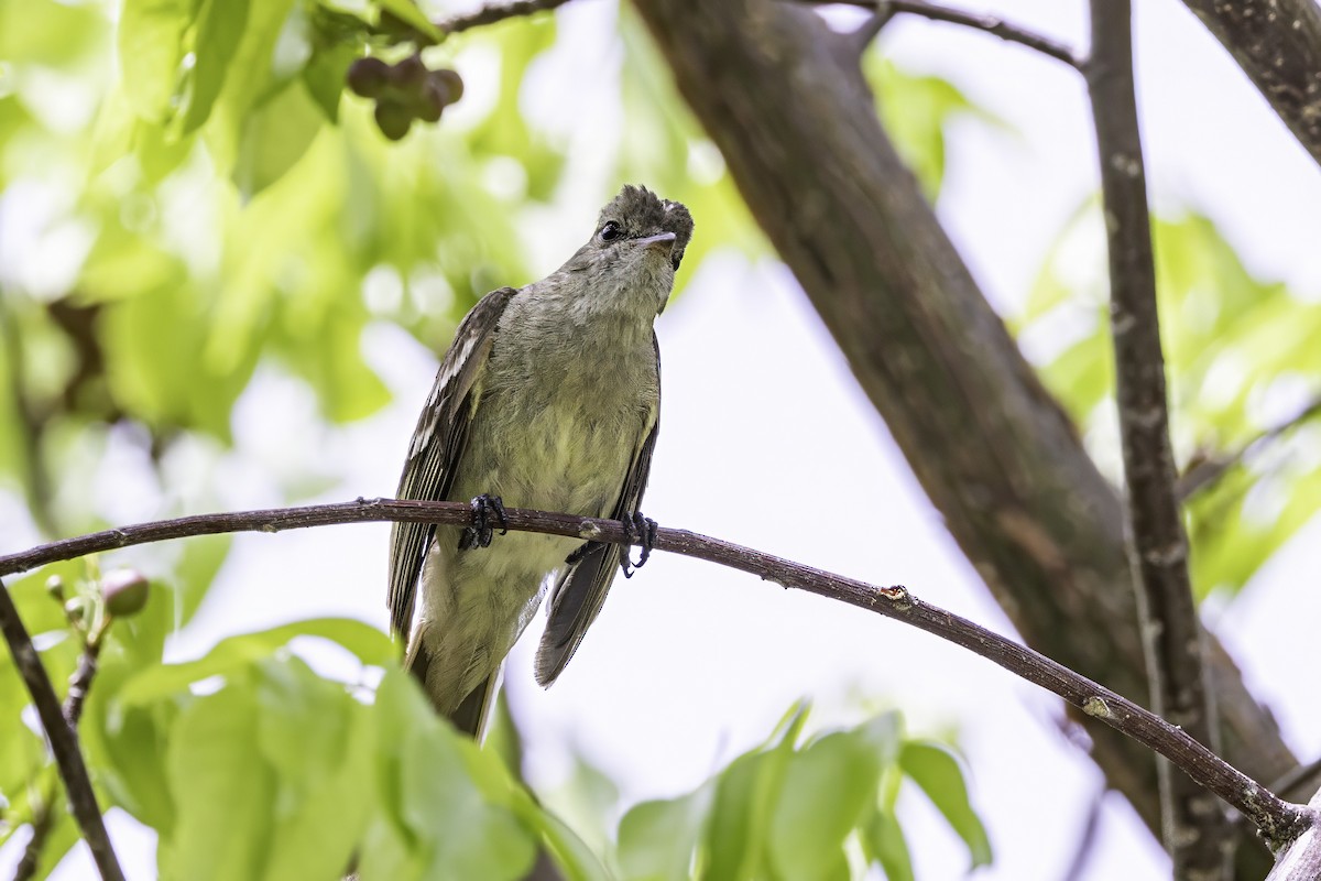Caribbean Elaenia - ML638063277