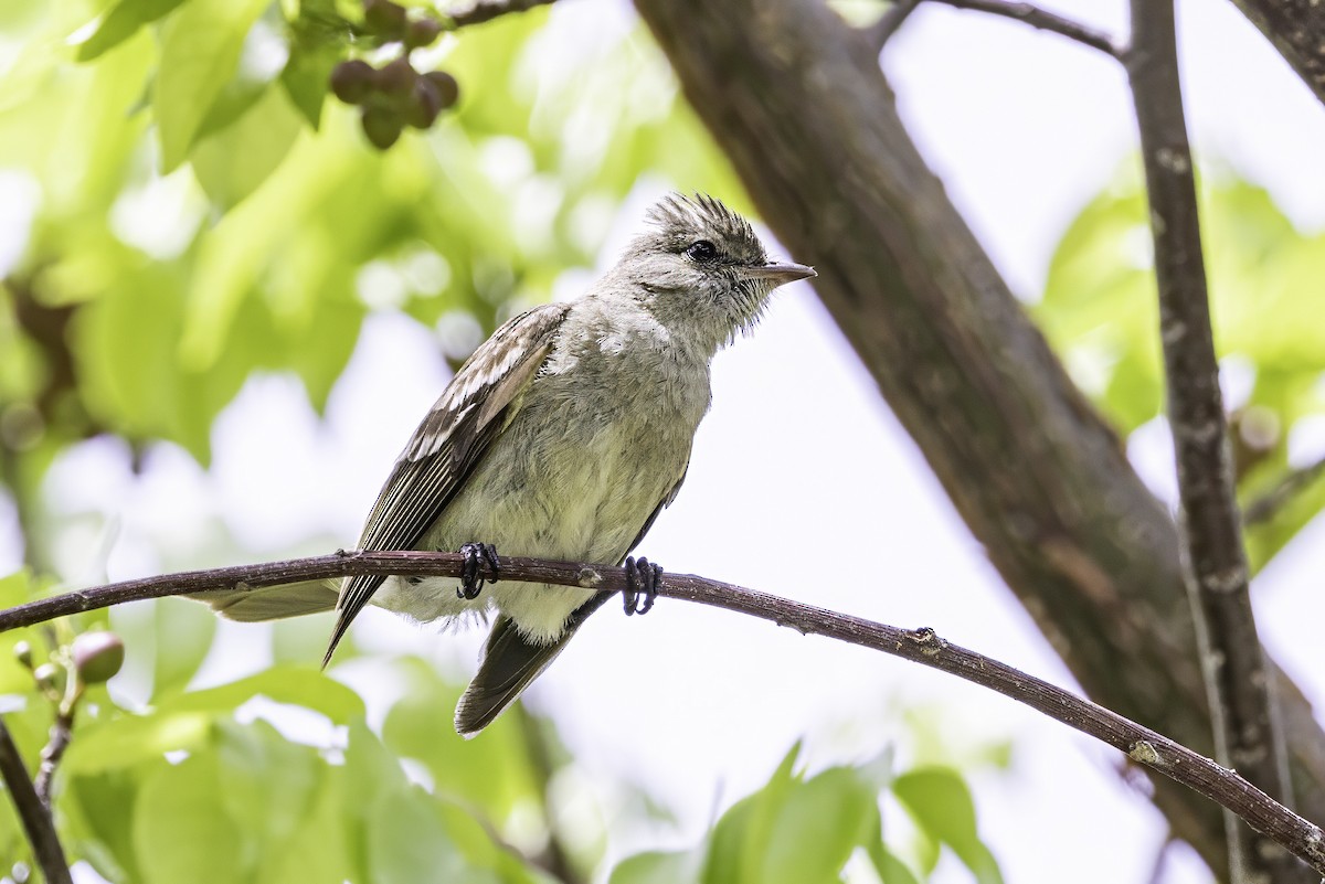 Caribbean Elaenia - ML638063279