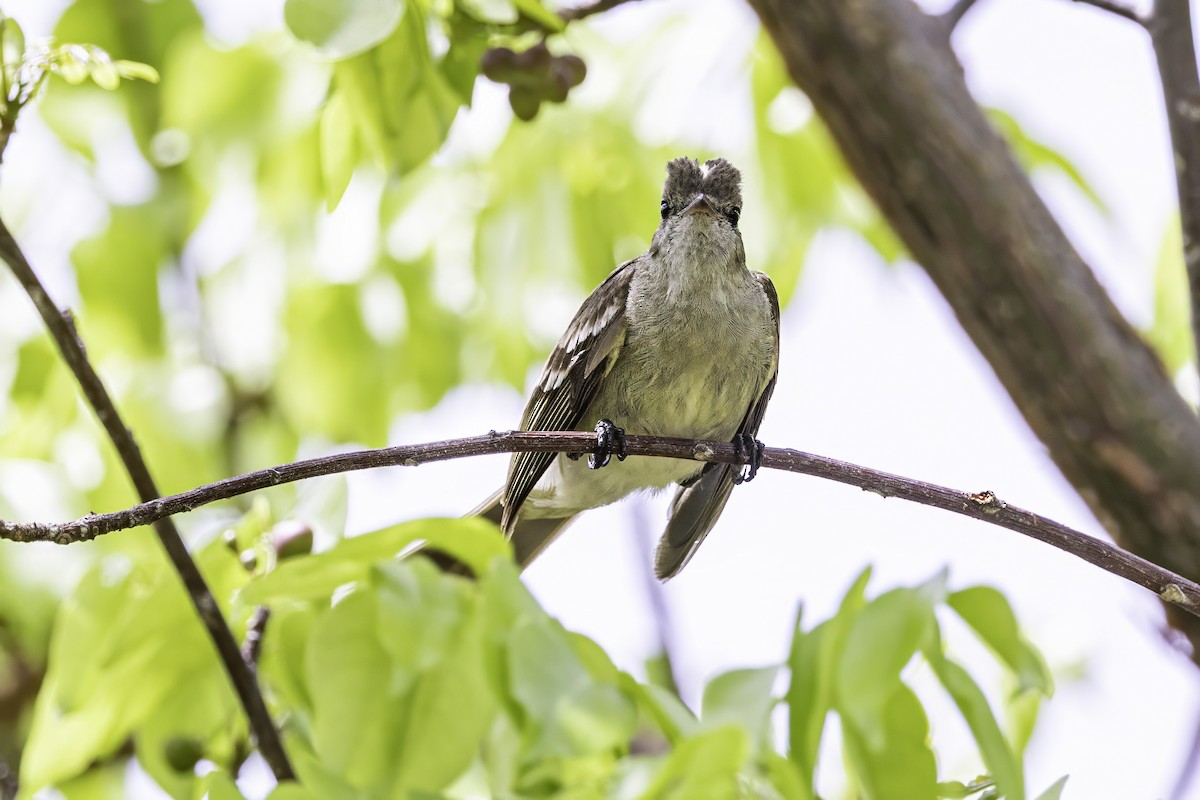 Caribbean Elaenia - ML638063284