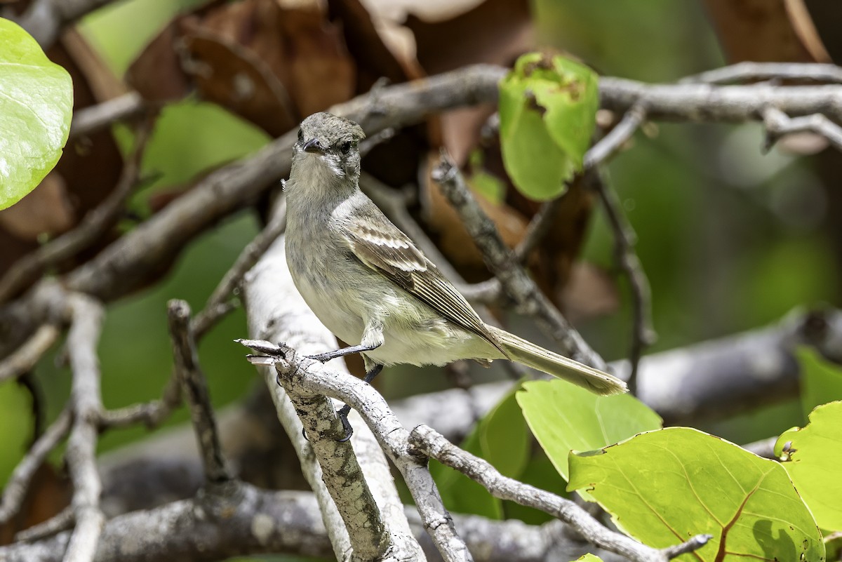 Caribbean Elaenia - ML638063287