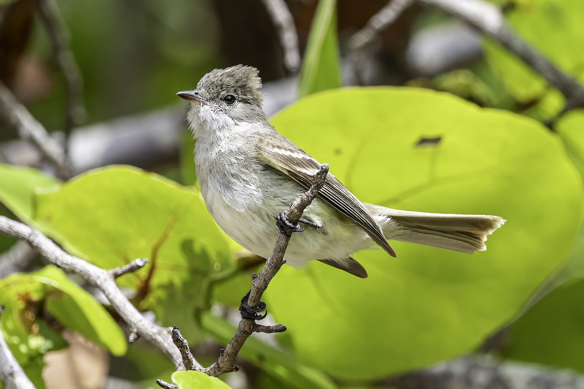 Caribbean Elaenia - ML638063288