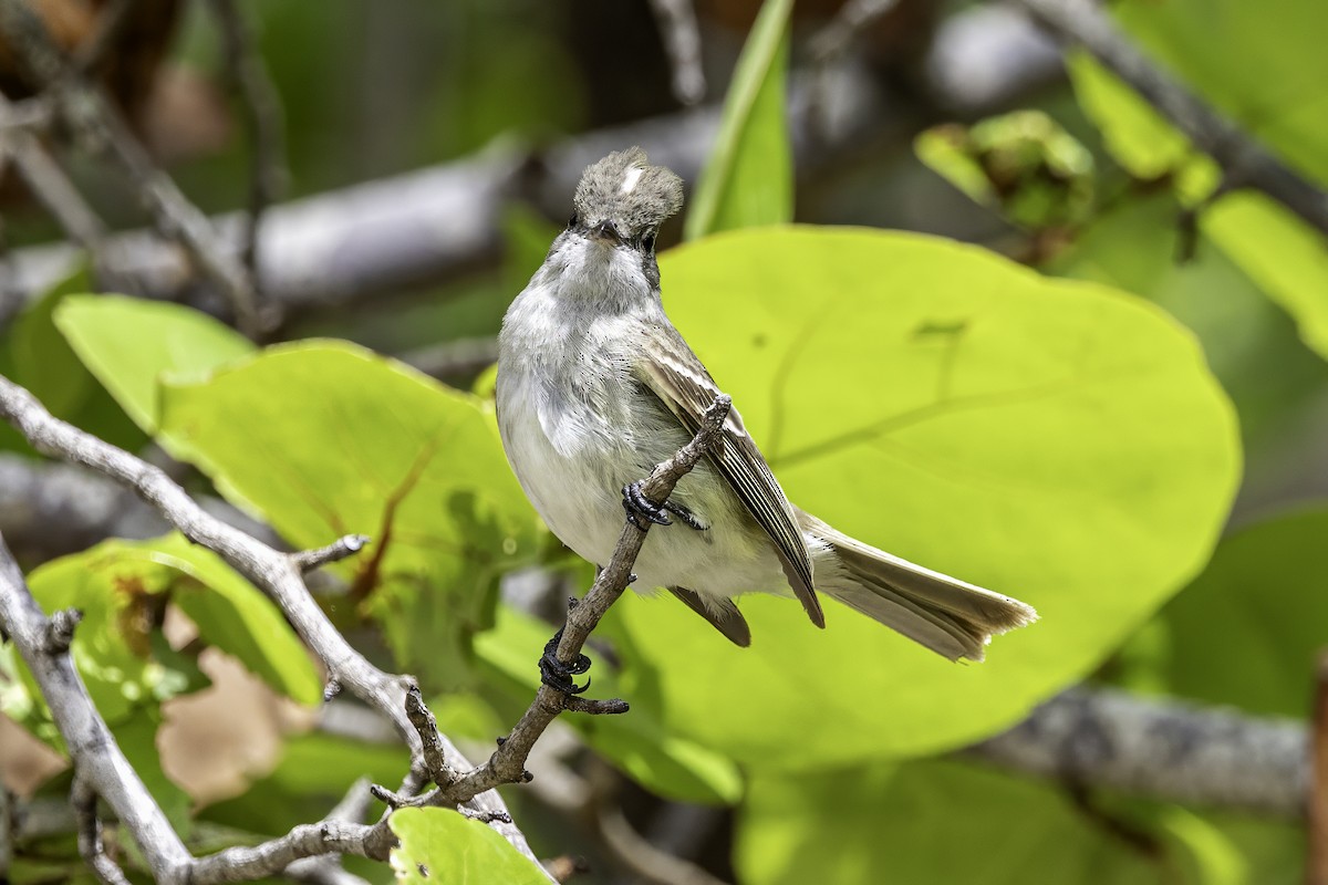 Caribbean Elaenia - ML638063292