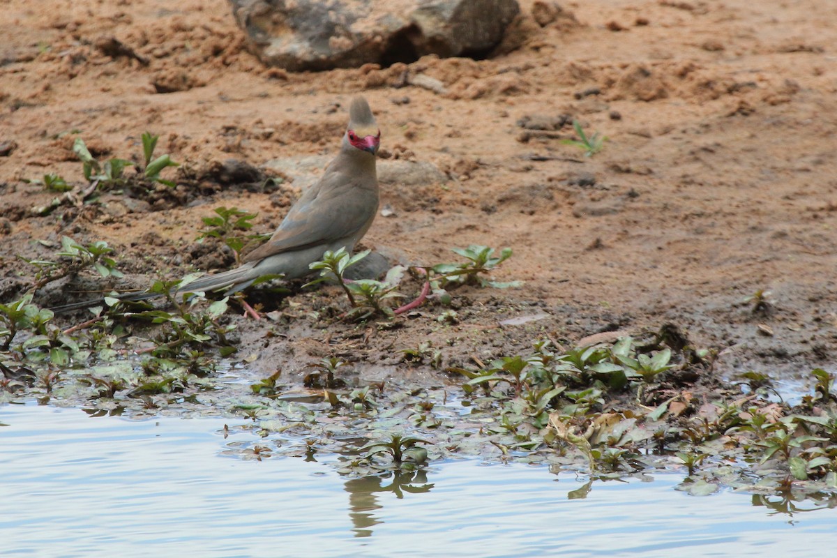 Red-faced Mousebird - ML638063294