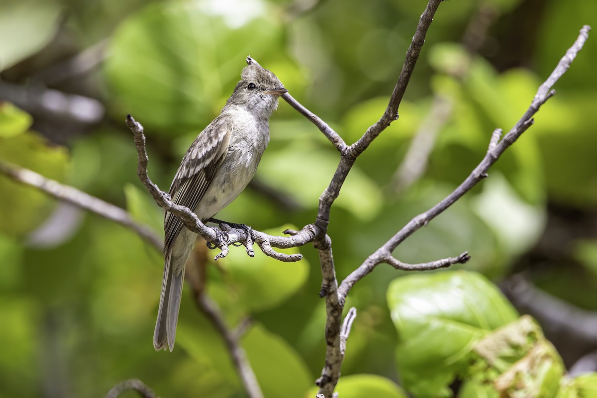 Caribbean Elaenia - ML638063295