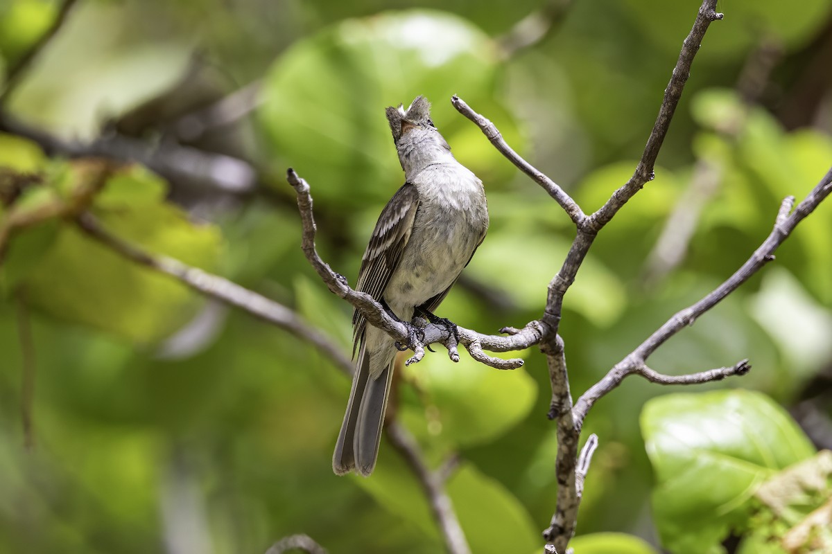 Caribbean Elaenia - ML638063297
