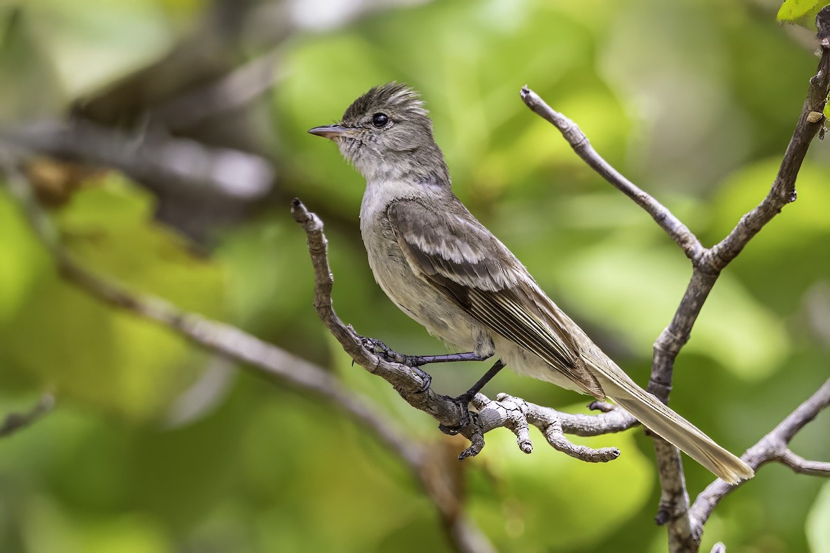 Caribbean Elaenia - ML638063299