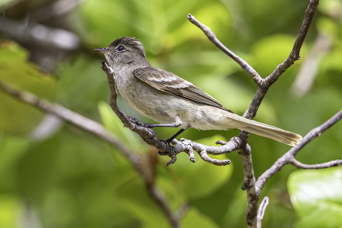 Caribbean Elaenia - ML638063302