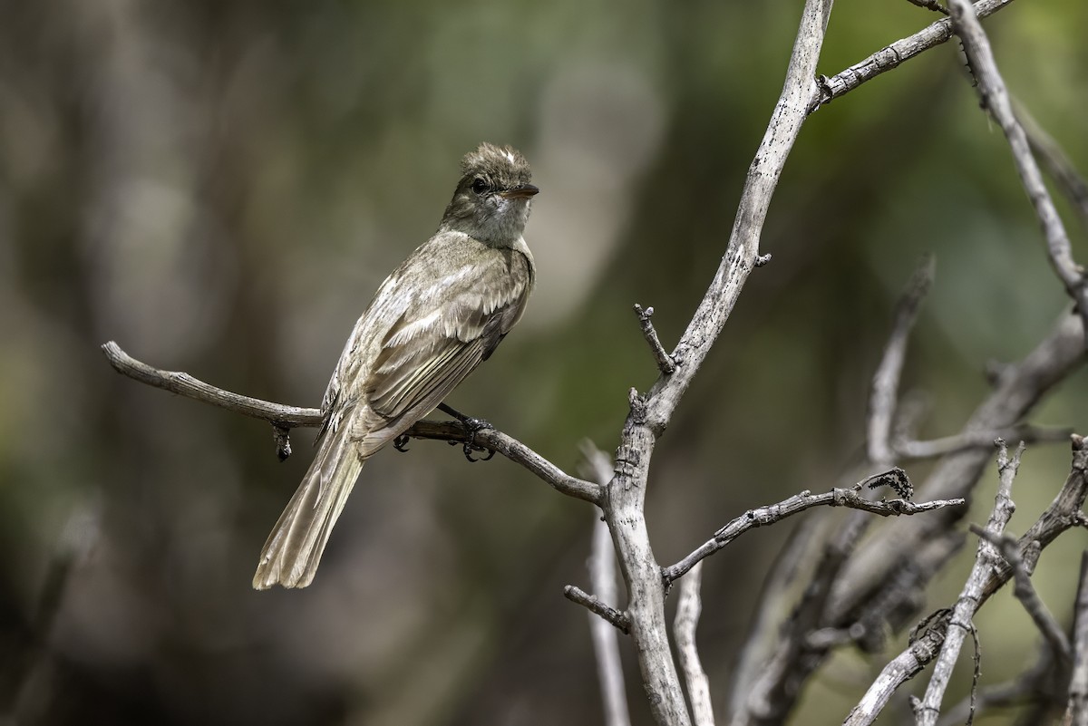Caribbean Elaenia - ML638063306