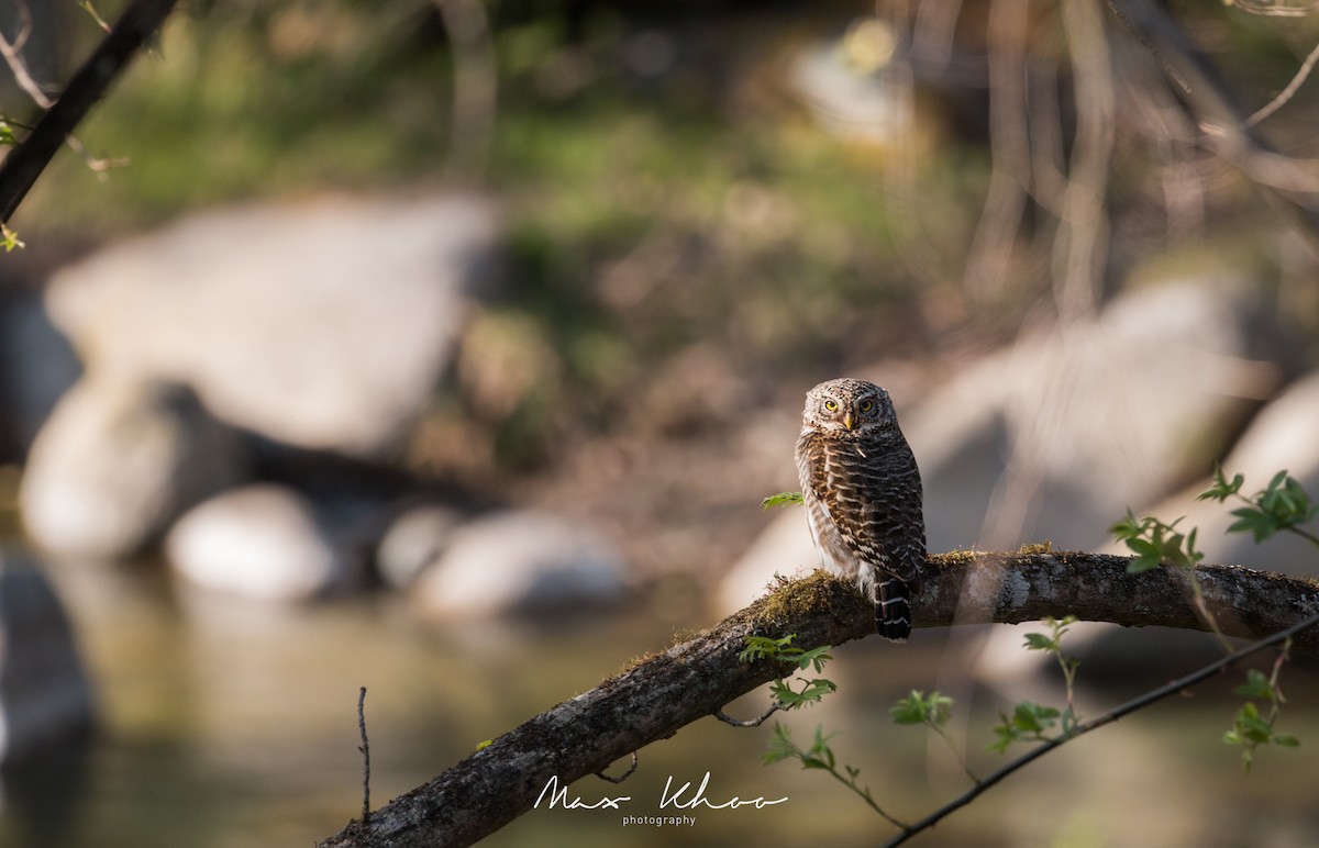 Asian Barred Owlet - ML638063313