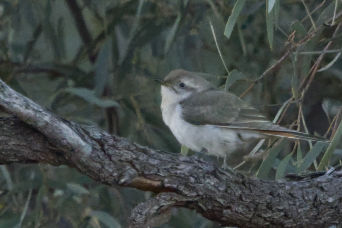 Horsfield's Bronze-Cuckoo - ML638063319
