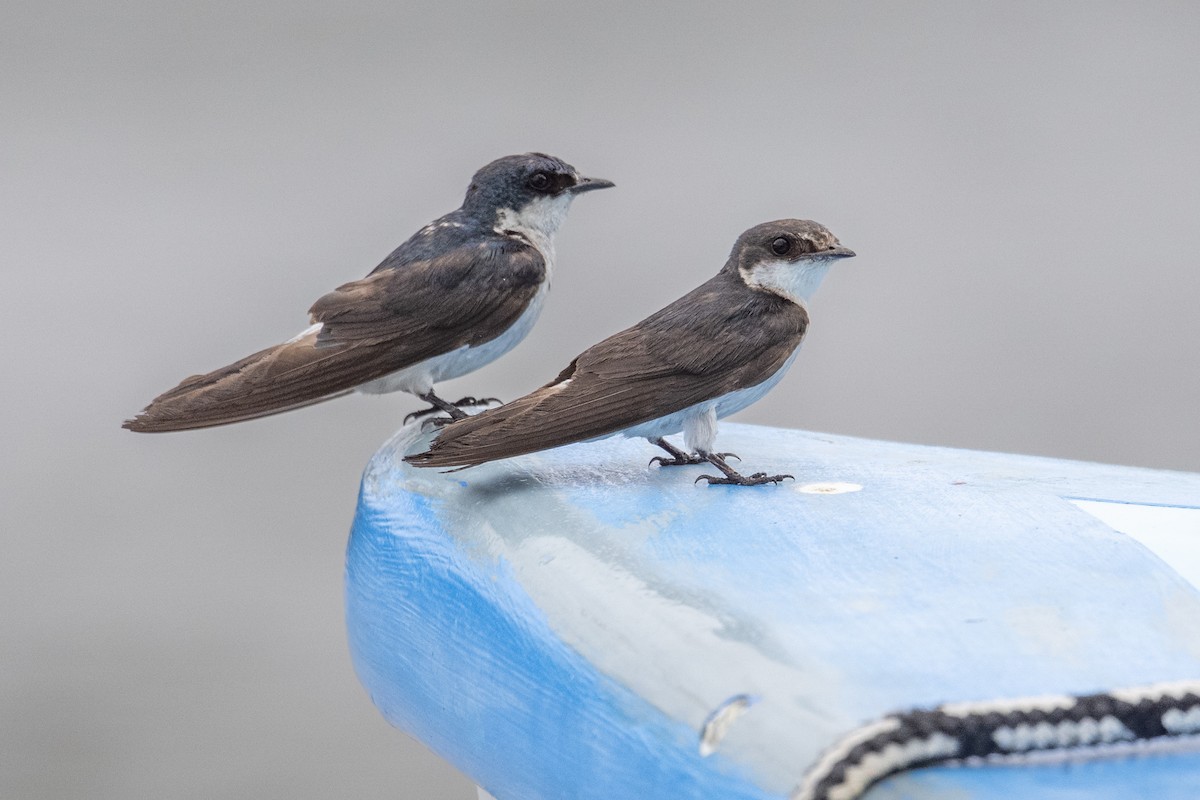Mangrove Swallow - ML638063326