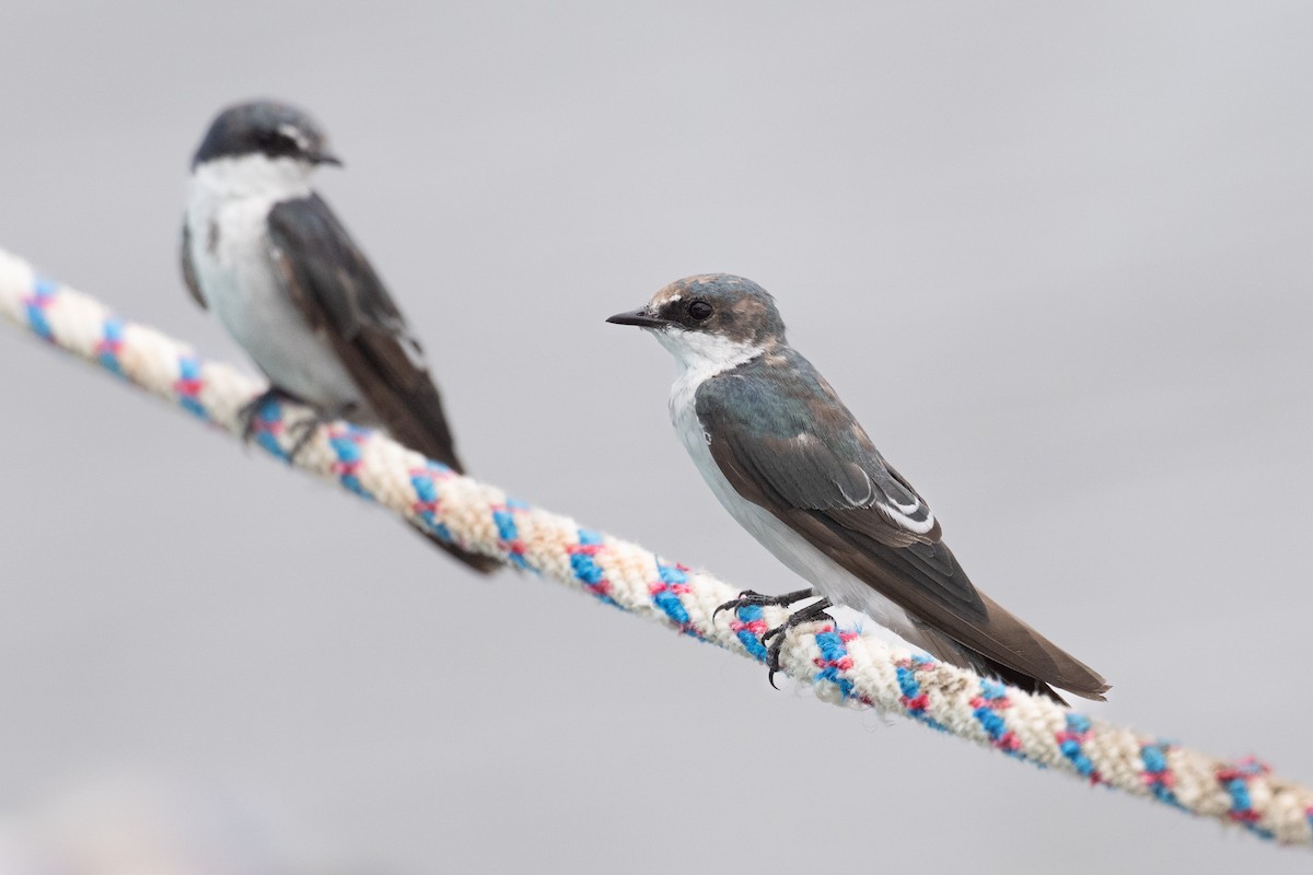 Mangrove Swallow - ML638063327