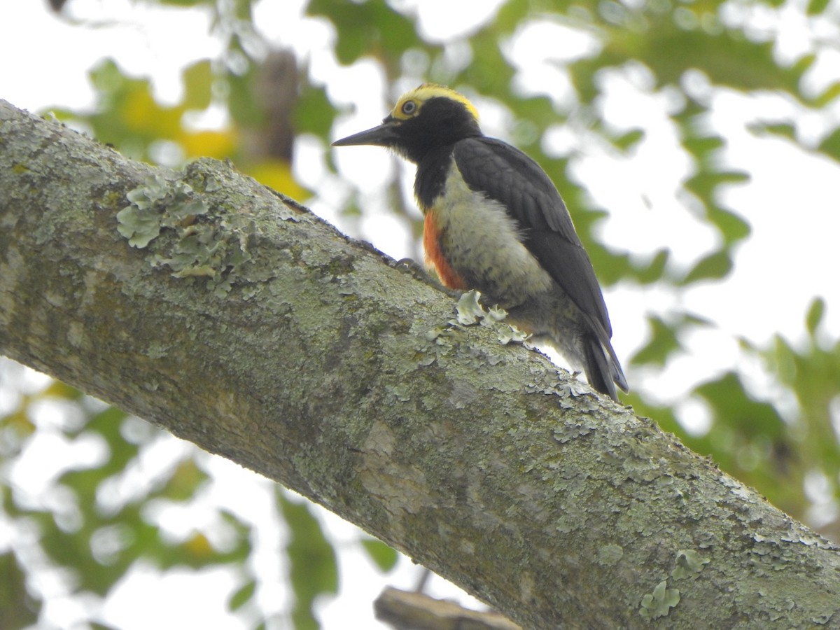 Yellow-tufted Woodpecker - ML638063335