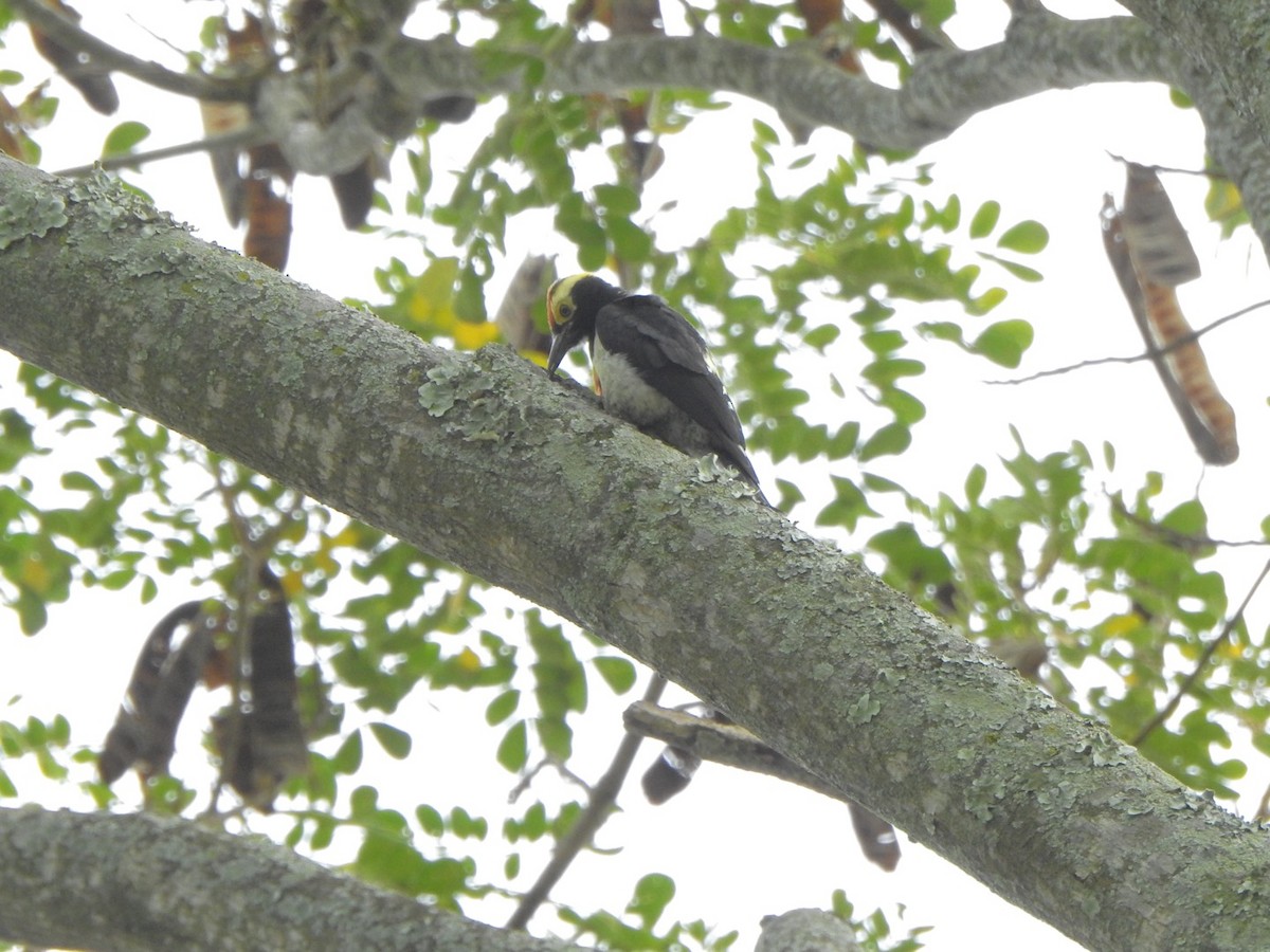 Yellow-tufted Woodpecker - ML638063336