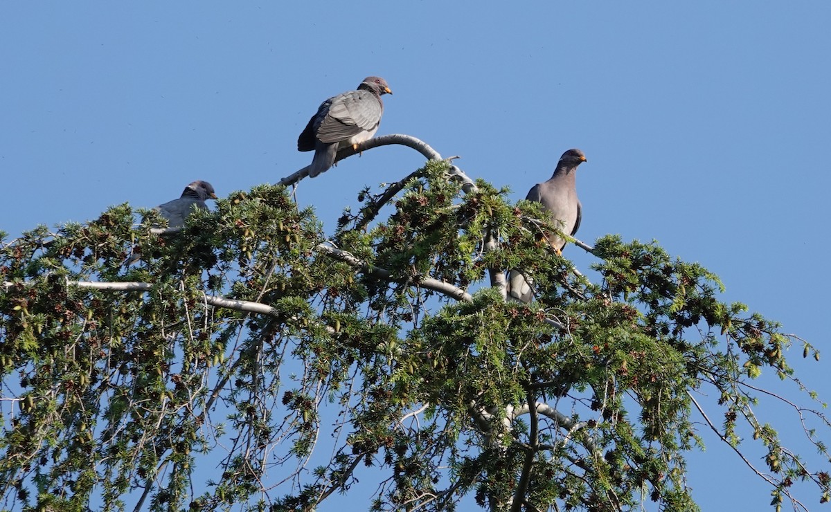 Band-tailed Pigeon - ML638063338