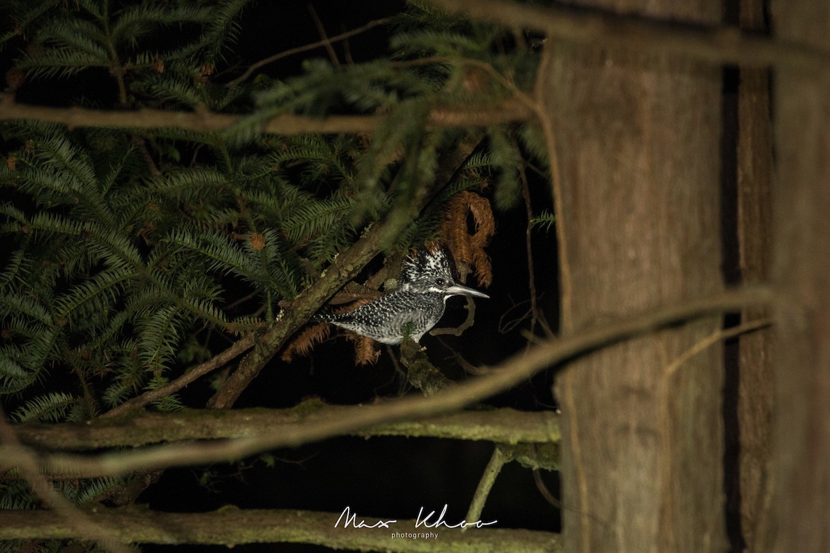 Crested Kingfisher - ML638063367
