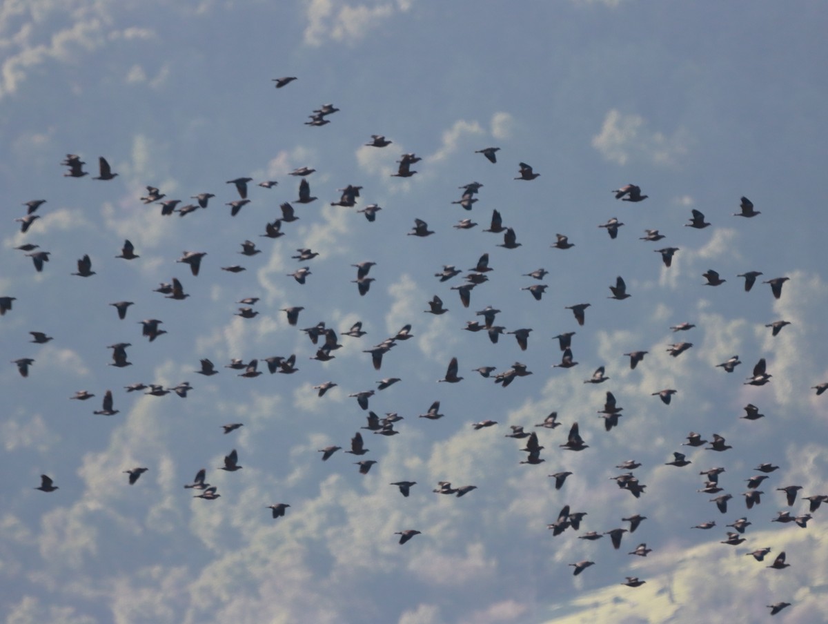 Chilean Pigeon - ML638063372