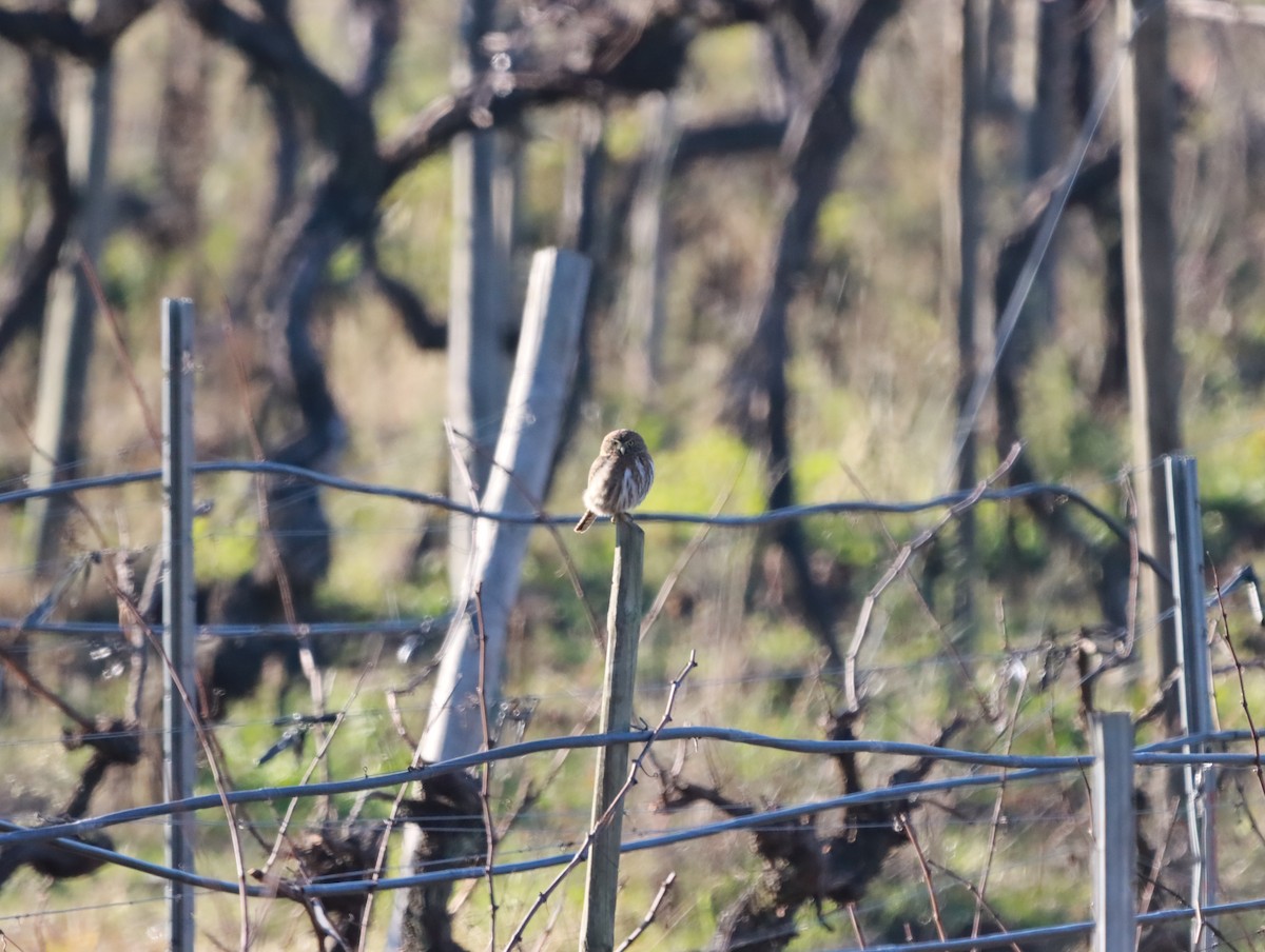 Austral Pygmy-Owl - ML638063380