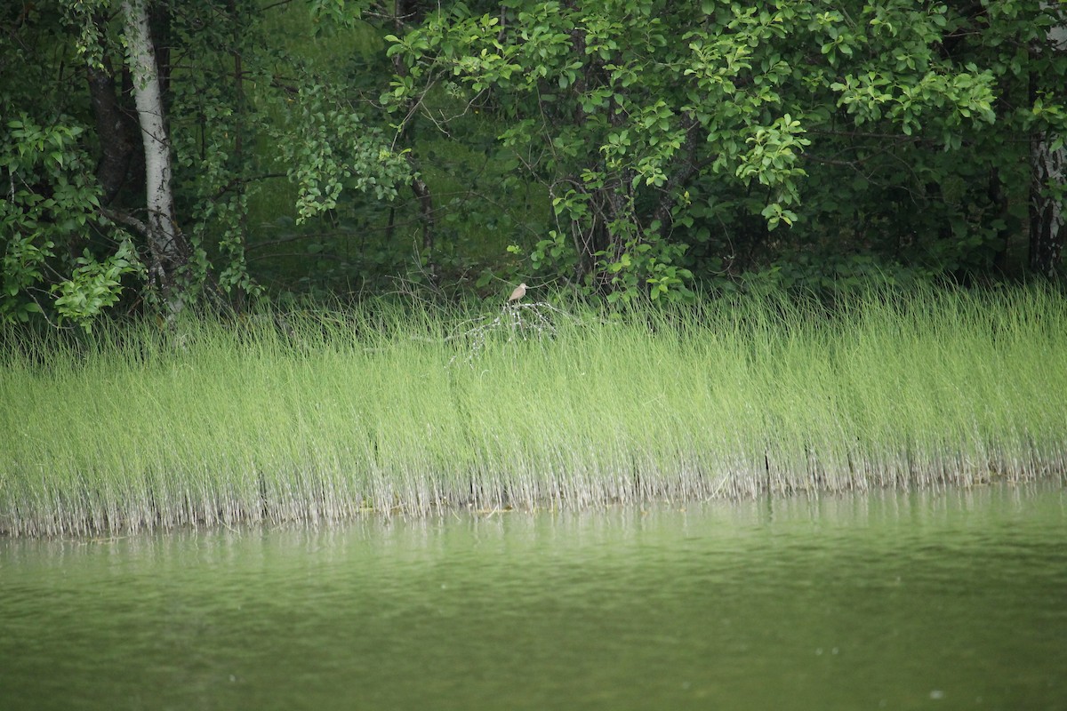 Common Sandpiper - ML638063397