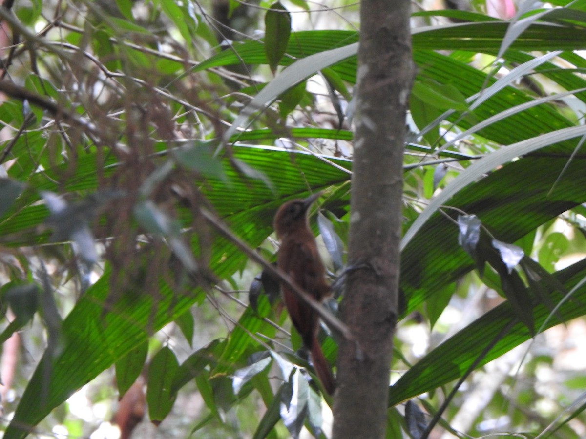 Plain-brown Woodcreeper - ML638063457
