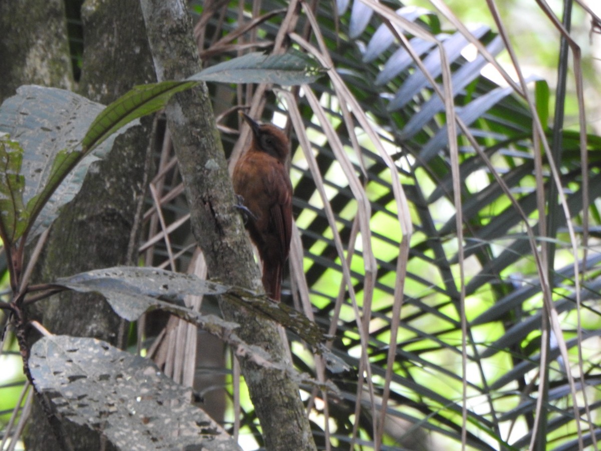 Plain-brown Woodcreeper - ML638063459