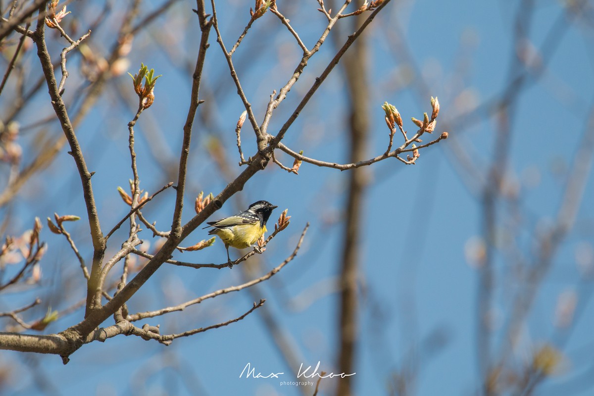 Mésange gracieuse - ML638063460