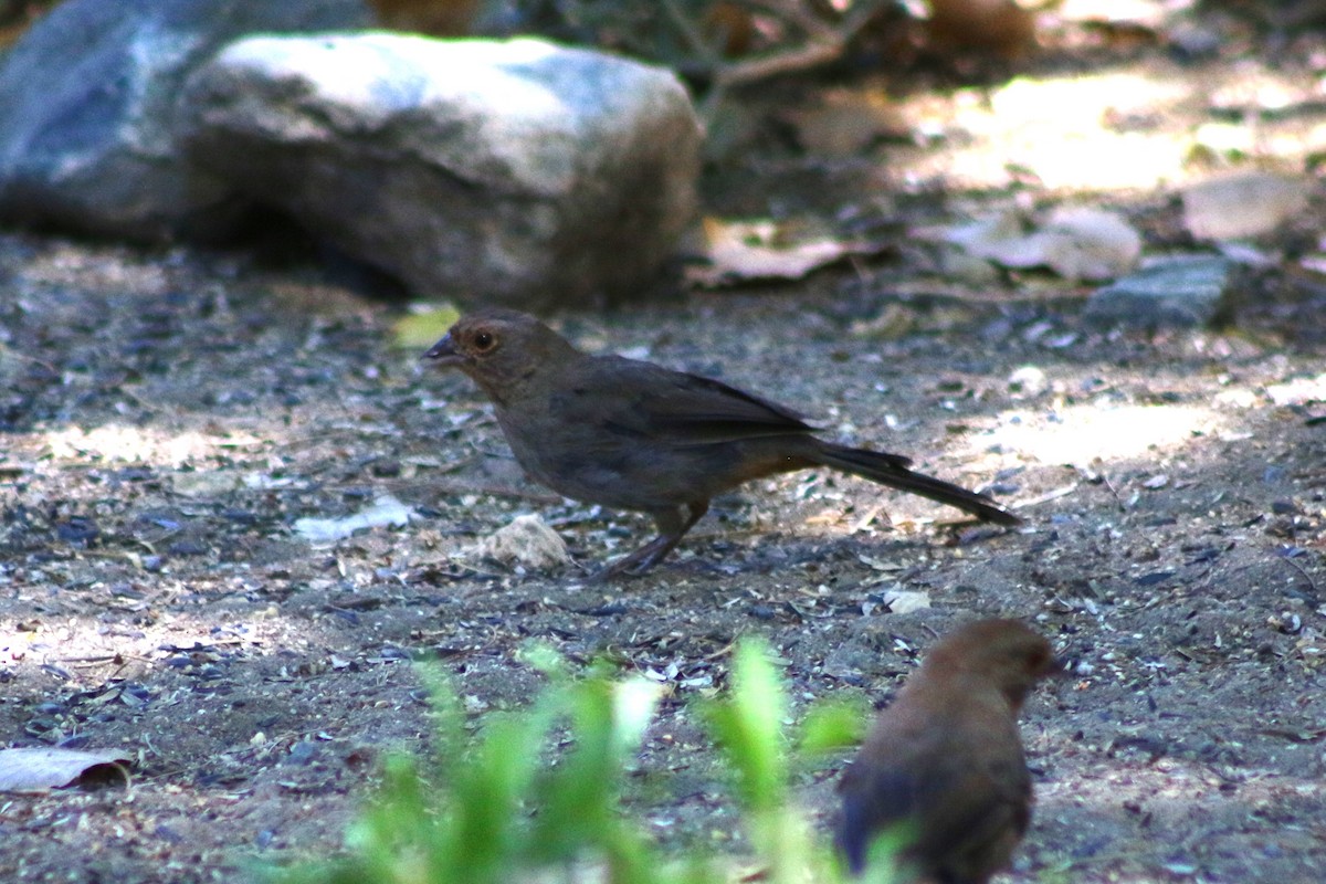 California Towhee - ML638063463