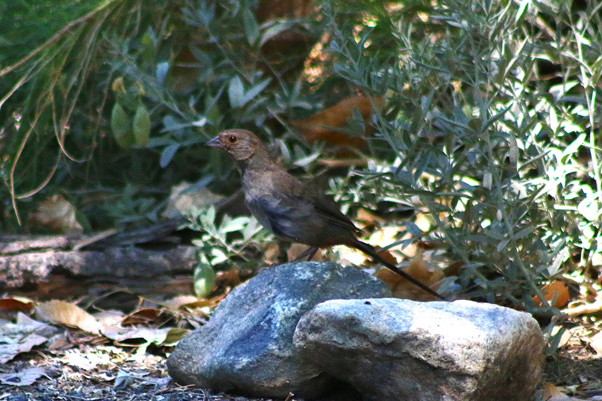 California Towhee - ML638063470