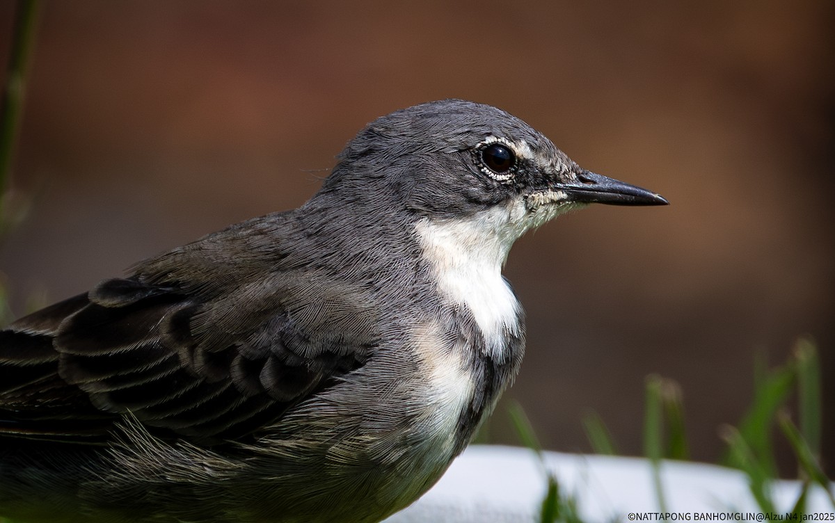 Cape Wagtail - ML638063486