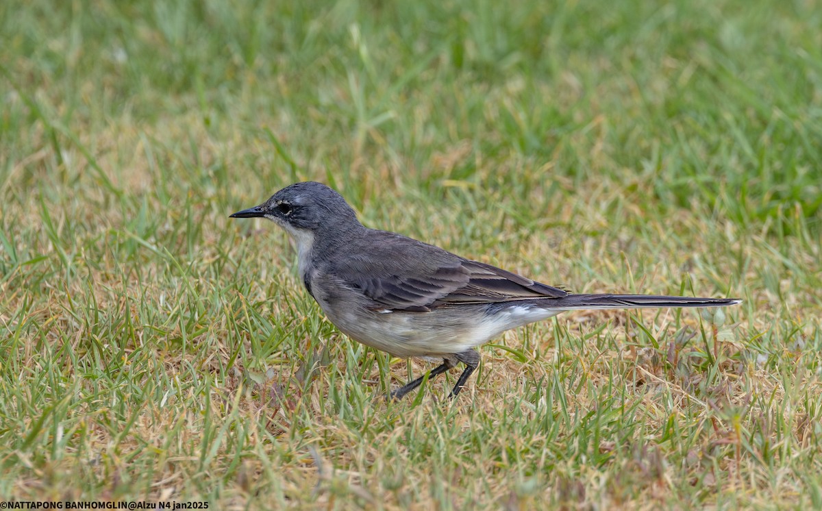 Cape Wagtail - ML638063487