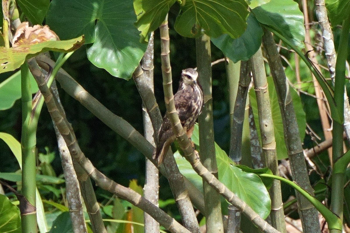 Snail Kite - ML638063498
