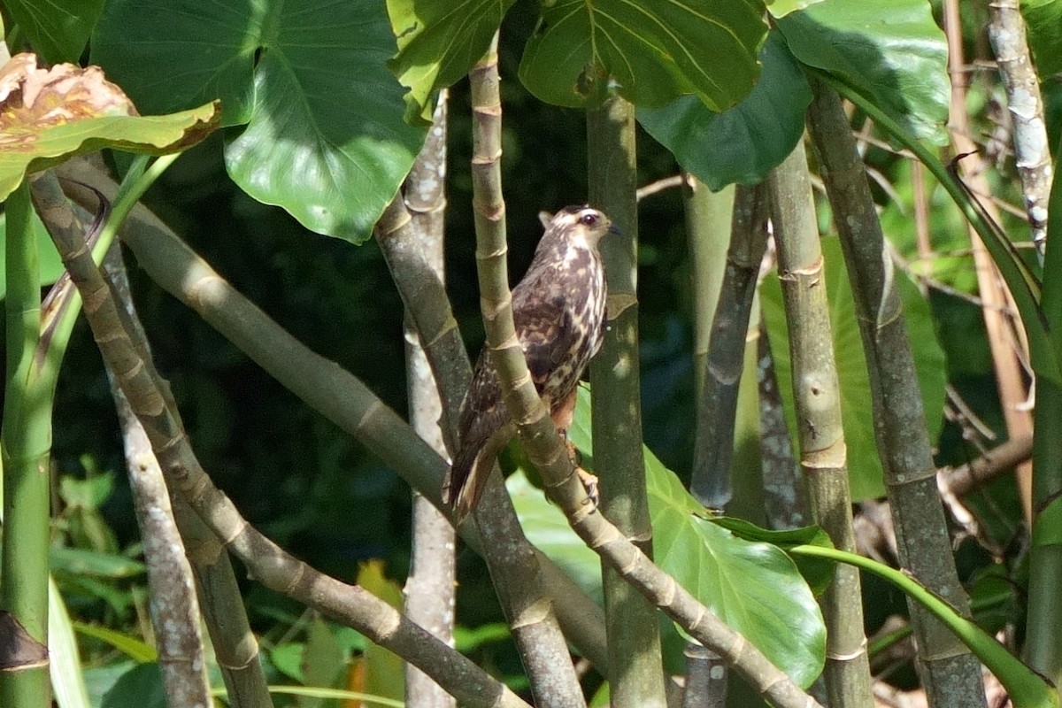 Snail Kite - ML638063499
