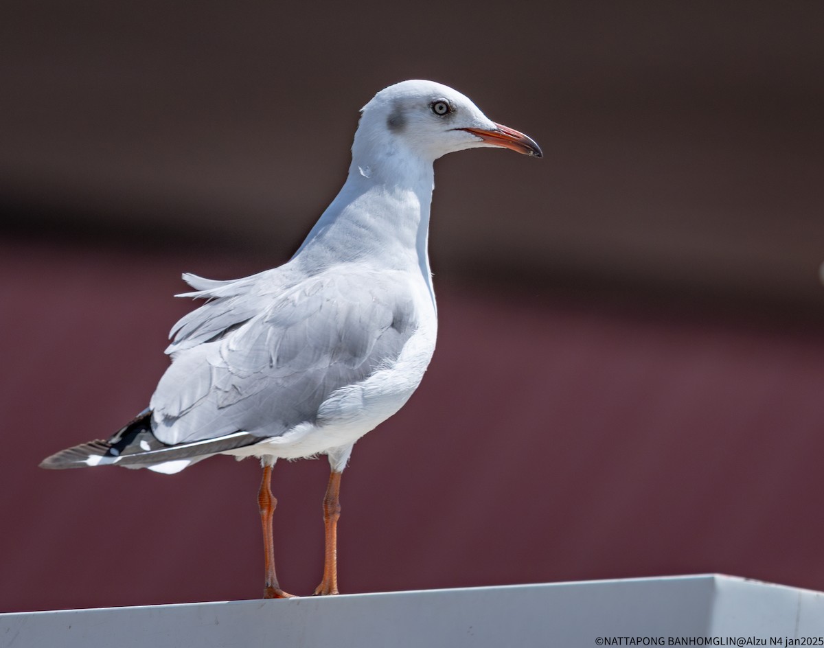 Gray-hooded Gull - ML638063501