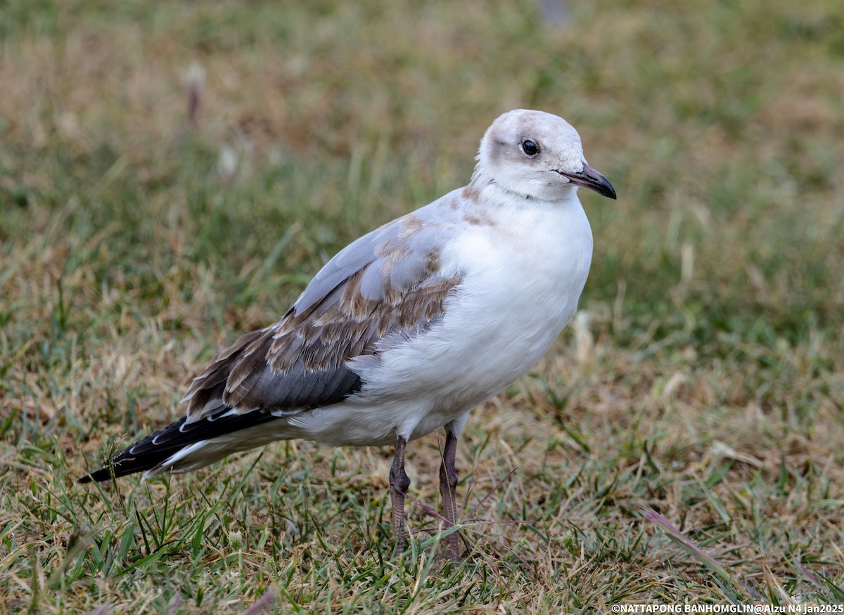 Gray-hooded Gull - ML638063502