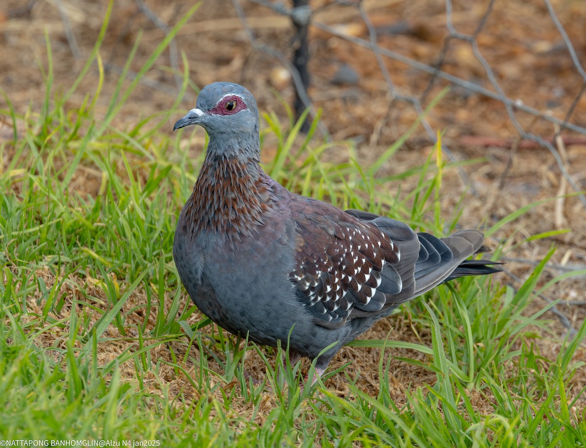 Speckled Pigeon - ML638063508