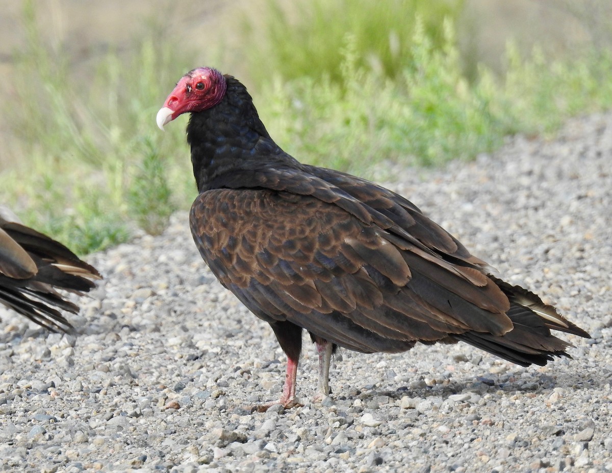 Turkey Vulture - ML63806351