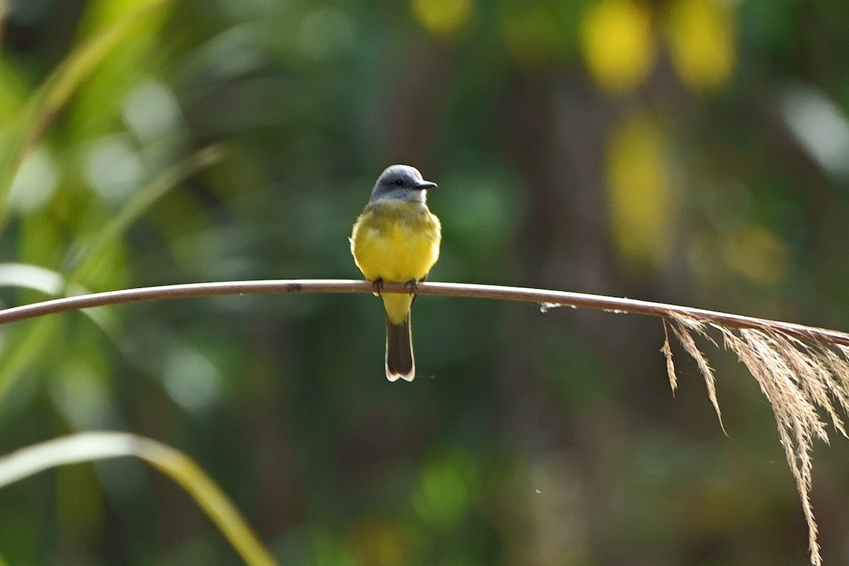 Tropical Kingbird - ML638063514
