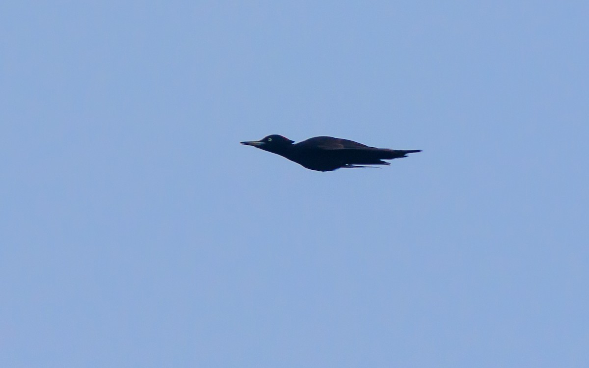 Хар тоншуул - ML638063521