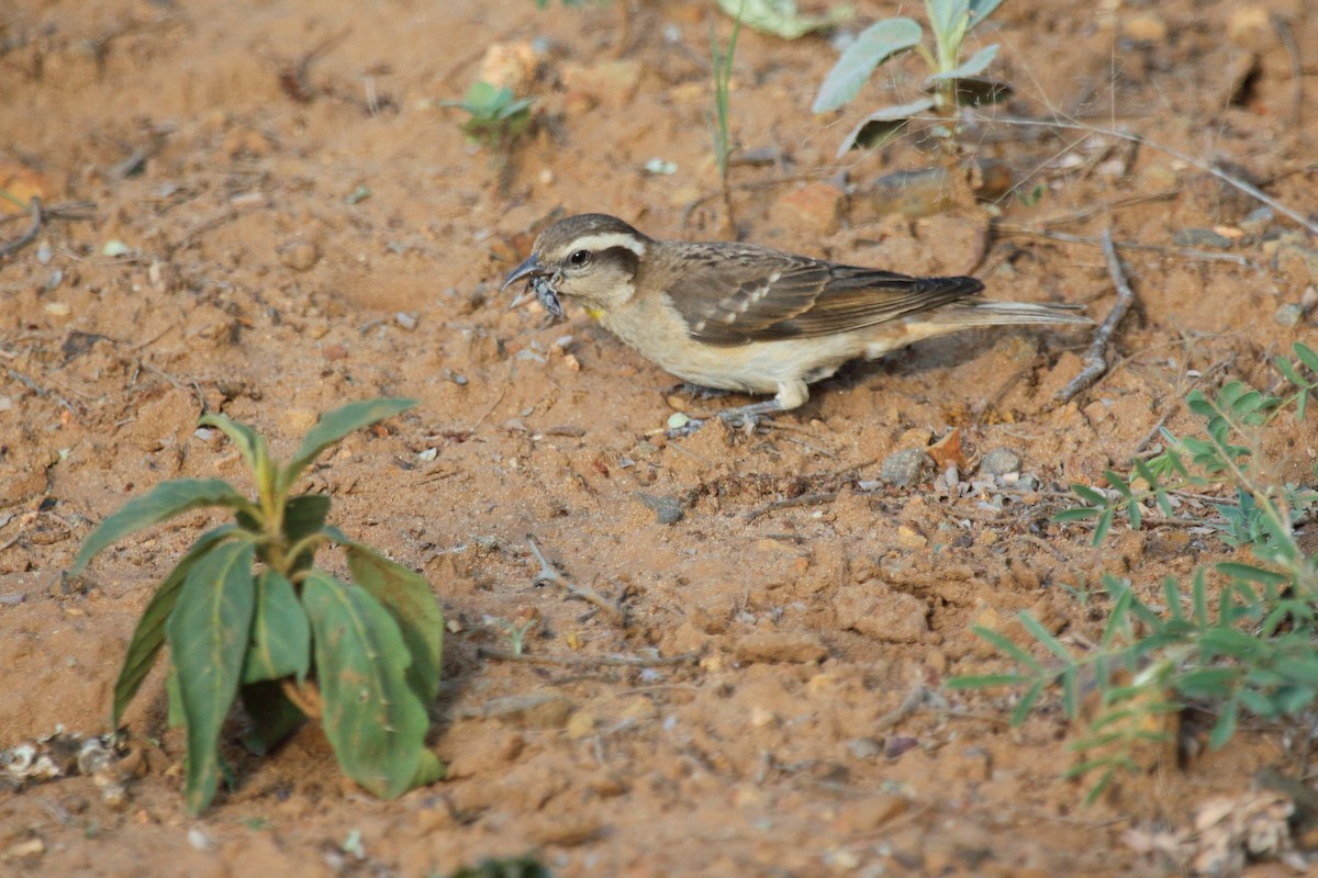 Yellow-throated Bush Sparrow - ML638063522