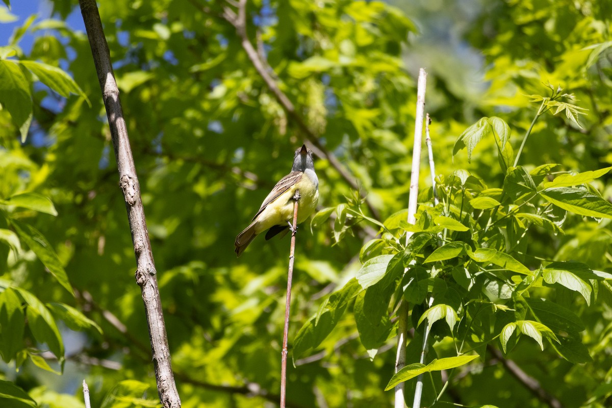 Great Crested Flycatcher - ML638063523